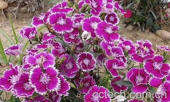 石竹花泡水喝的功效与作用-1