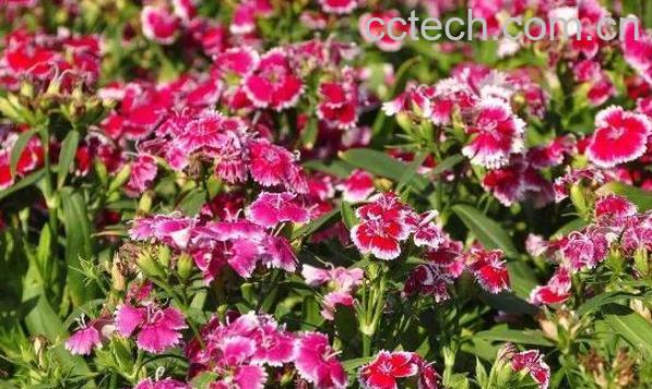 香石竹的功效与作用-0