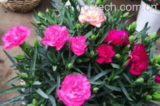 香石竹的功效与作用-1