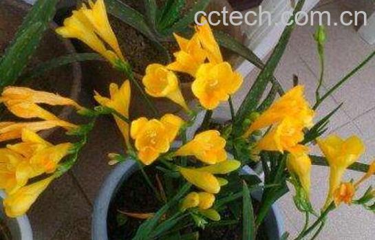 香水兰的养殖方法和注意事项-0