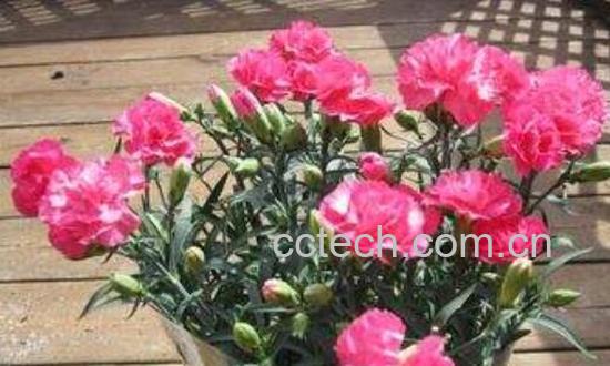 香石竹和康乃馨的区别-0