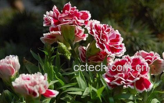 香石竹和康乃馨的区别-1