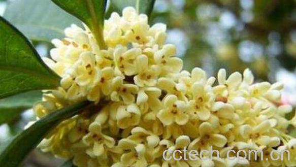 鲜桂花怎么处理才能吃 鲜桂花可以怎么吃-1