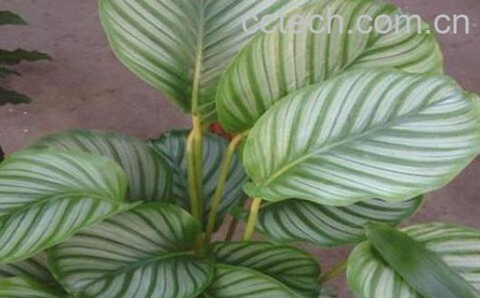  肖竹芋怎么养 肖竹芋的养殖方法与注意事项-0