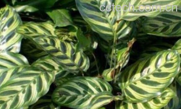  肖竹芋怎么养 肖竹芋的养殖方法与注意事项-1