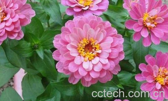 小丽花的养殖方法 小丽花开花后怎么处理-0