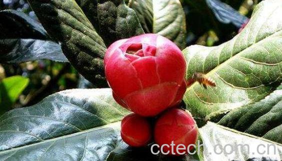 抱茎茶花如何养殖 抱茎茶花的养殖方法-0