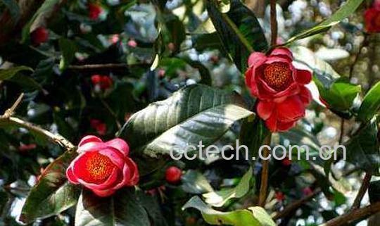 抱茎茶花如何养殖 抱茎茶花的养殖方法-1