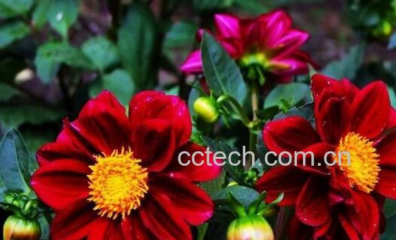 小丽花的养殖方法 小丽花开花后怎么处理-1