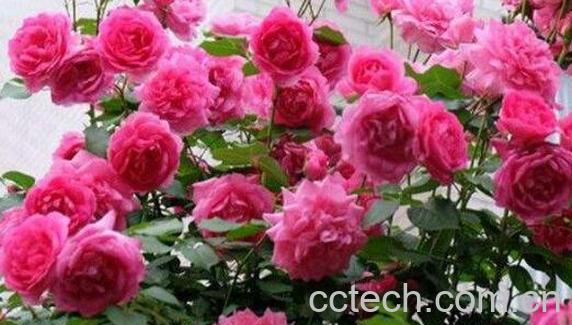 月月红的功效与作用-1