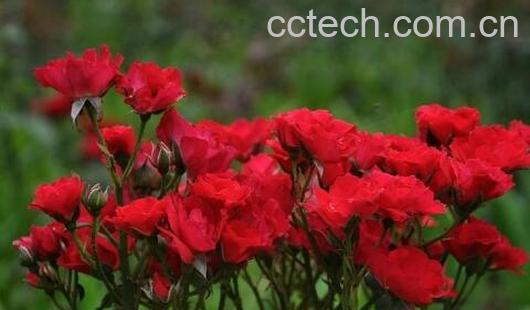 月月红的功效与作用-0