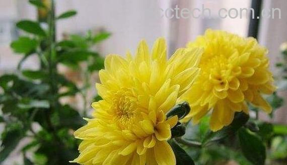 月月菊的功效与作用-1