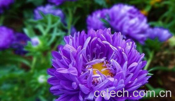 月月菊的功效与作用-0