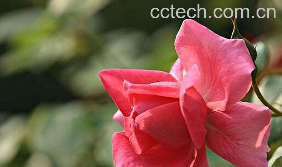 新鲜的月季花可以吃吗 月季花的食用方法-1