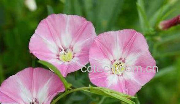 夕颜花的功效与作用及药用价值-1