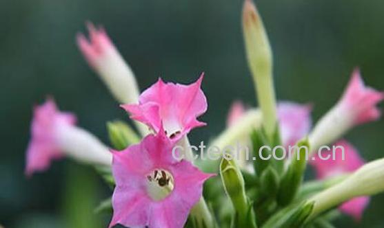 烟草花的功效与作用及药用价值-0