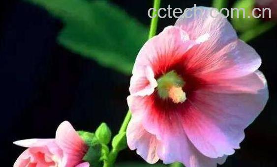 蜀葵花的功效与作用及药用价值-0