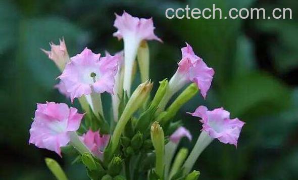 烟草花的功效与作用及药用价值-1