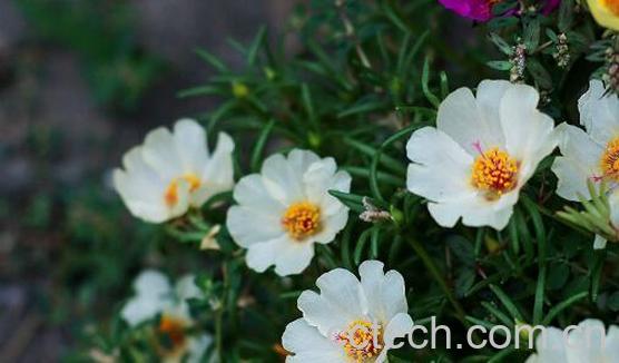 午时花的功效与作用及药用价值-0