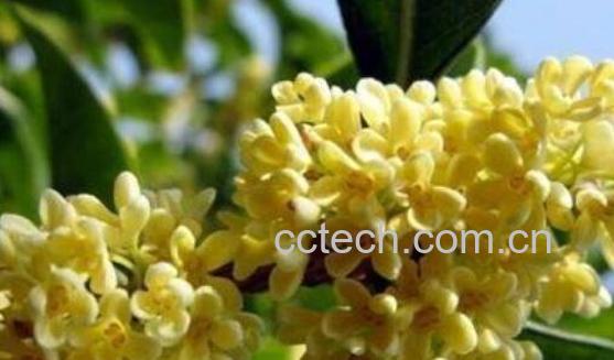 月桂的功效与作用-0