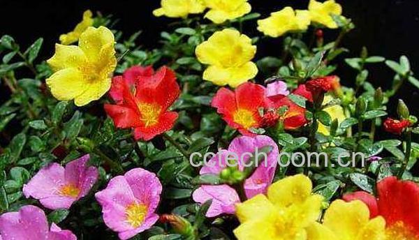 午时花的功效与作用及药用价值-1