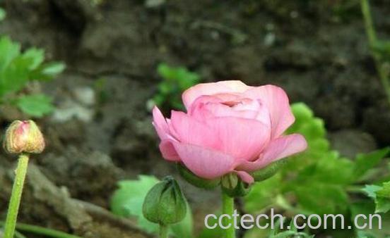 草牡丹怎么养殖 草牡丹的养殖方法与注意事项-1