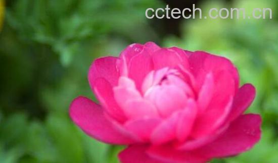 草牡丹怎么养殖 草牡丹的养殖方法与注意事项-0