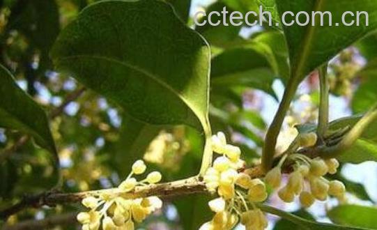 月桂的功效与作用-1