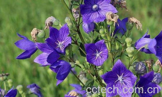 桔梗花的功效与作用及禁忌-0