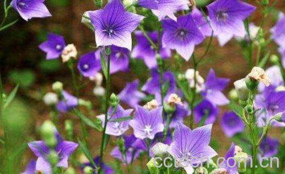 桔梗花的功效与作用及禁忌-1