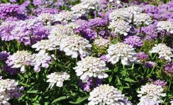 蜂室花的种植方法和时间 蜂室花的养殖方法-0