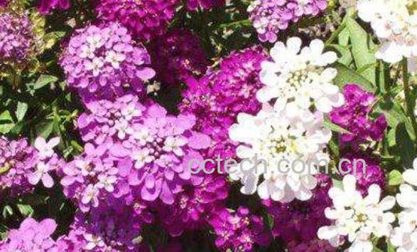 蜂室花的种植方法和时间 蜂室花的养殖方法-1