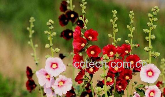 蜀葵花的功效与作用-1