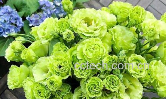  洋桔梗的功效与作用及禁忌-0