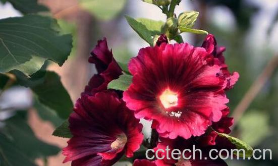 蜀葵花的功效与作用-0