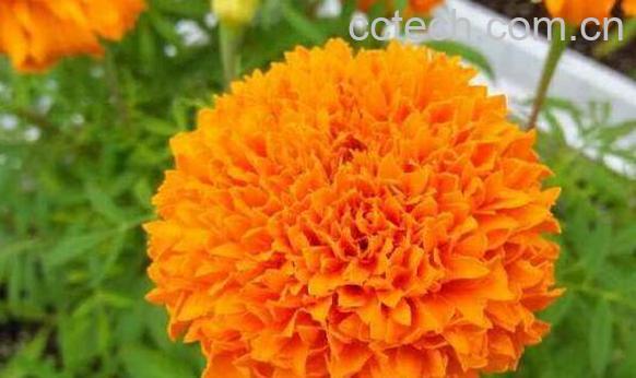 万寿菊的养殖方法和注意事项-0