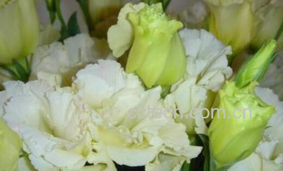  洋桔梗的功效与作用及禁忌-1