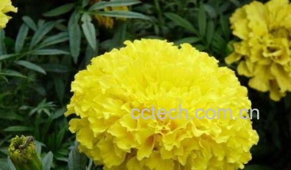 万寿菊的养殖方法和注意事项-1