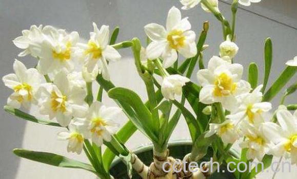 水仙花怎么种植方法 水仙花的养殖方法-0