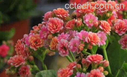 长寿花的养殖方法 长寿花为什么致癌-0