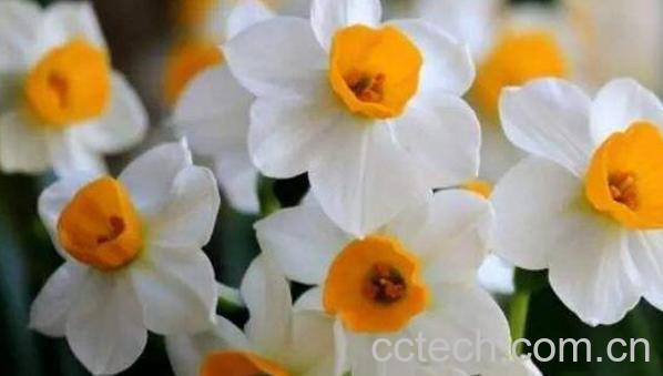 水仙花怎么种植方法 水仙花的养殖方法-1