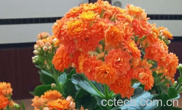 长寿花的养殖方法 长寿花为什么致癌-1