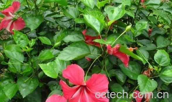 朱槿花的养殖方法和注意事项-0
