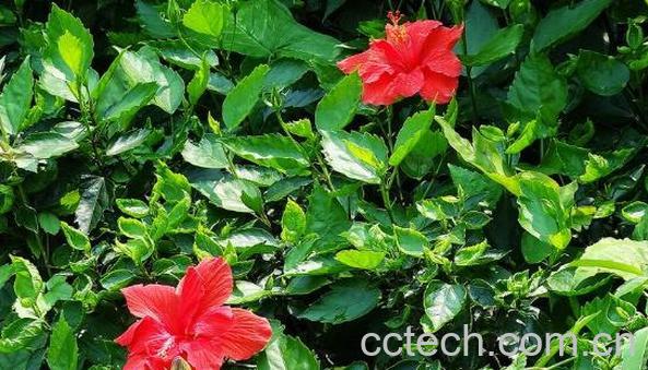 朱槿花的养殖方法和注意事项-1