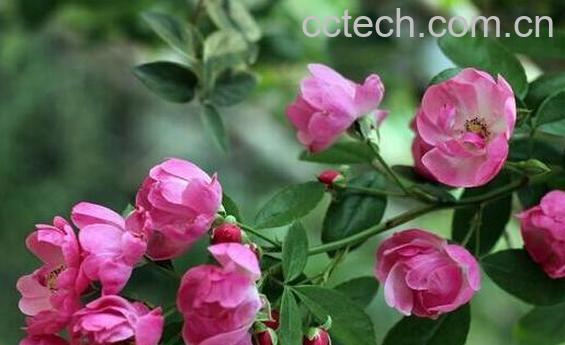 蔷薇花的养殖方法 蔷薇花的扦插方法-1