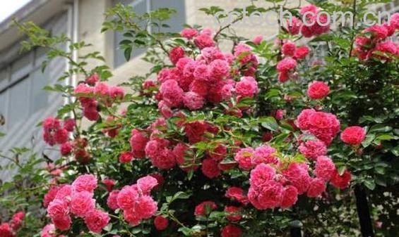 蔷薇花的养殖方法 蔷薇花的扦插方法-0