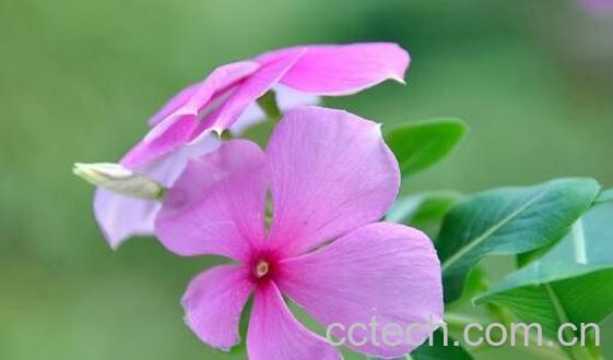 长春花的功效与作用 长春花的的药用价值-1