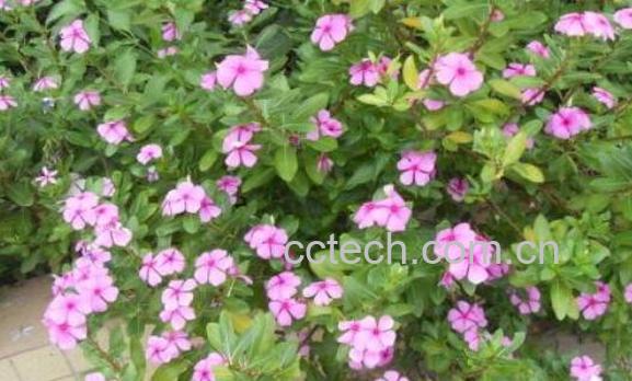 长春花怎么吃 长春花可以泡水吗-1