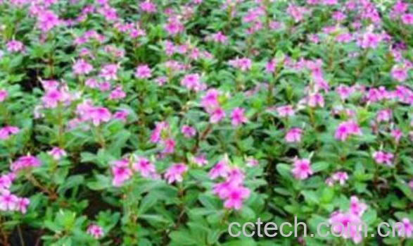 长春花怎么吃 长春花可以泡水吗-0