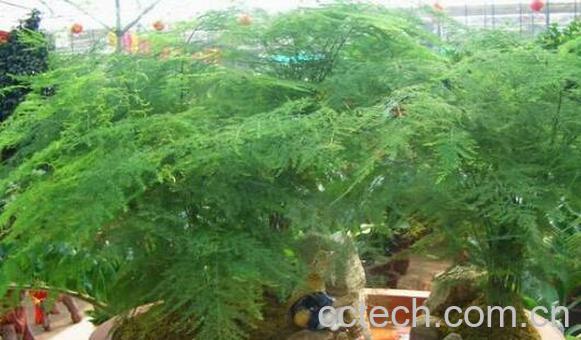 文竹有什么作用与功效 文竹的风水作用-0